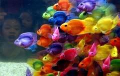 colorful fish