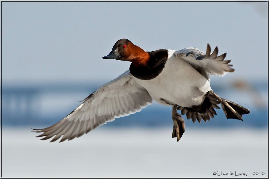 Flying Canvasback