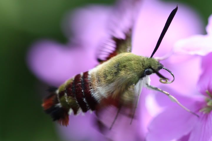 IMAGE: http://i79.photobucket.com/albums/j159/irispatch/881720.jpg