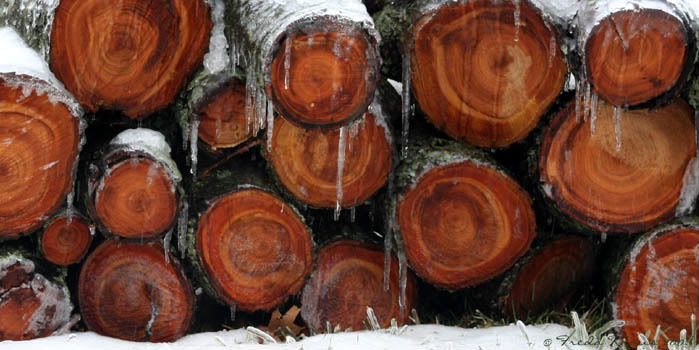 IMAGE: http://i79.photobucket.com/albums/j159/irispatch/Copy2ofIcedCherry-1.jpg