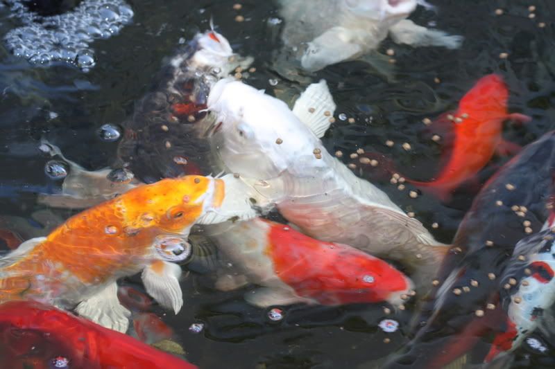 IMAGE: http://i79.photobucket.com/albums/j159/irispatch/IMG_0791.jpg