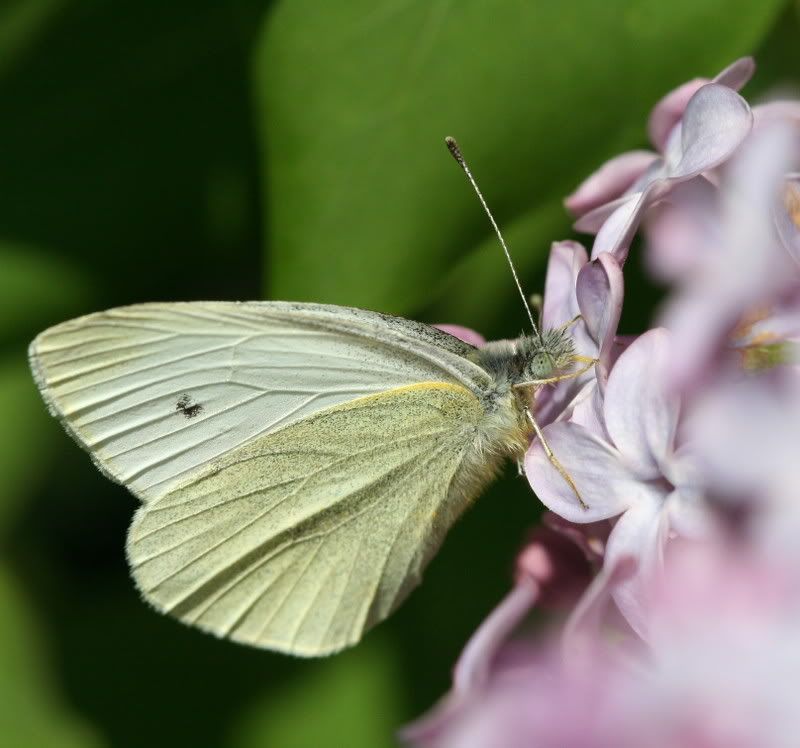 IMAGE: http://i79.photobucket.com/albums/j159/irispatch/IMG_08721.jpg