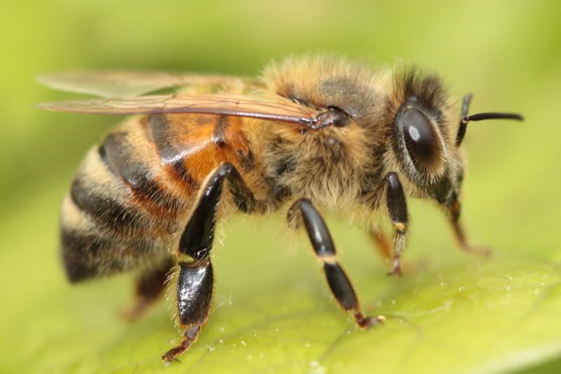 IMAGE: http://i79.photobucket.com/albums/j159/irispatch/IMG_12723.jpg