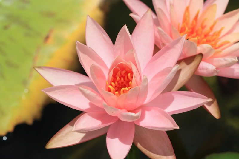 IMAGE: http://i79.photobucket.com/albums/j159/irispatch/IMG_2667.jpg