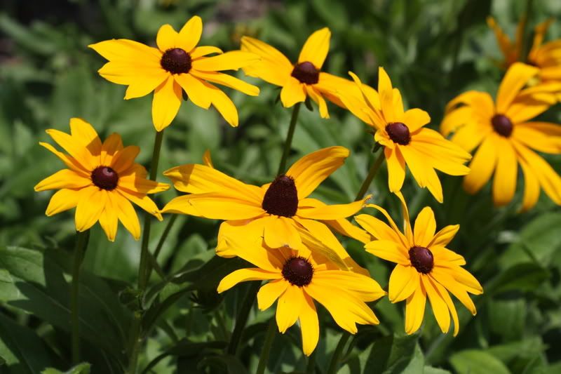 IMAGE: http://i79.photobucket.com/albums/j159/irispatch/IMG_3023.jpg