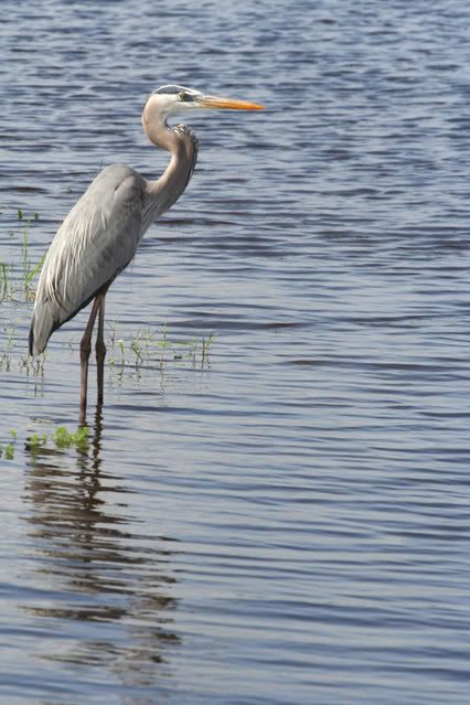 IMAGE: http://i79.photobucket.com/albums/j159/irispatch/IMG_5890ps.jpg