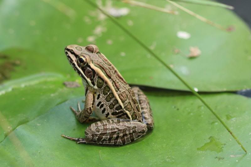 IMAGE: http://i79.photobucket.com/albums/j159/irispatch/IMG_61683.jpg