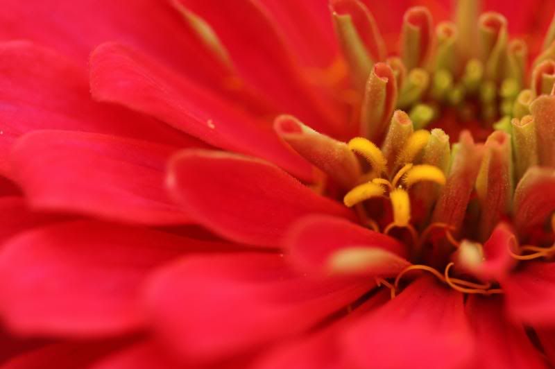 IMAGE: http://i79.photobucket.com/albums/j159/irispatch/IMG_6893.jpg