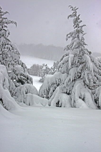 IMAGE: http://i79.photobucket.com/albums/j159/irispatch/IMG_7034aa.jpg