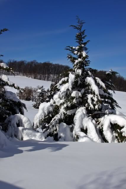 IMAGE: http://i79.photobucket.com/albums/j159/irispatch/IMG_7049c.jpg