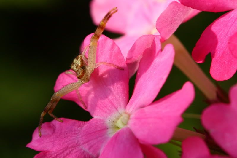 IMAGE: http://i79.photobucket.com/albums/j159/irispatch/IMG_73243.jpg