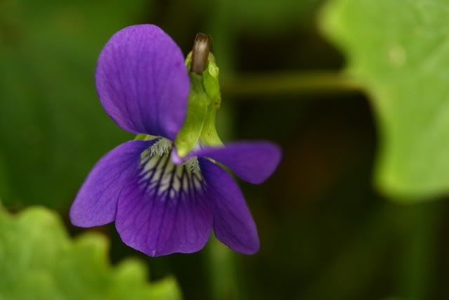 IMAGE: http://i79.photobucket.com/albums/j159/irispatch/IMG_77282.jpg