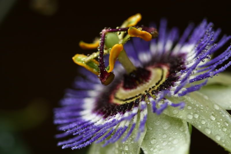 IMAGE: http://i79.photobucket.com/albums/j159/irispatch/IMG_7748.jpg