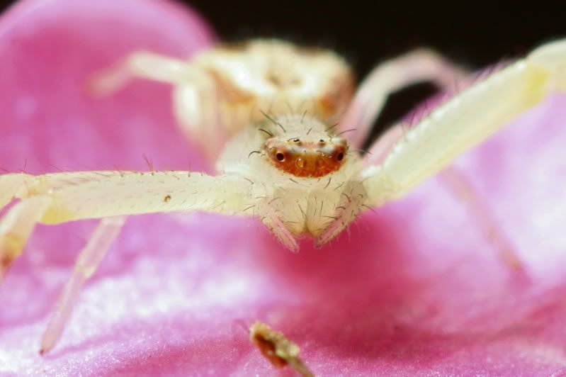 IMAGE: http://i79.photobucket.com/albums/j159/irispatch/crab.jpg