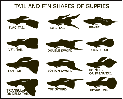 guppy-tails.gif