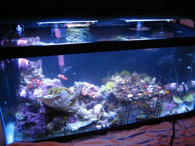 FishTank802.jpg