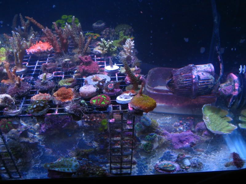 FishTank805.jpg