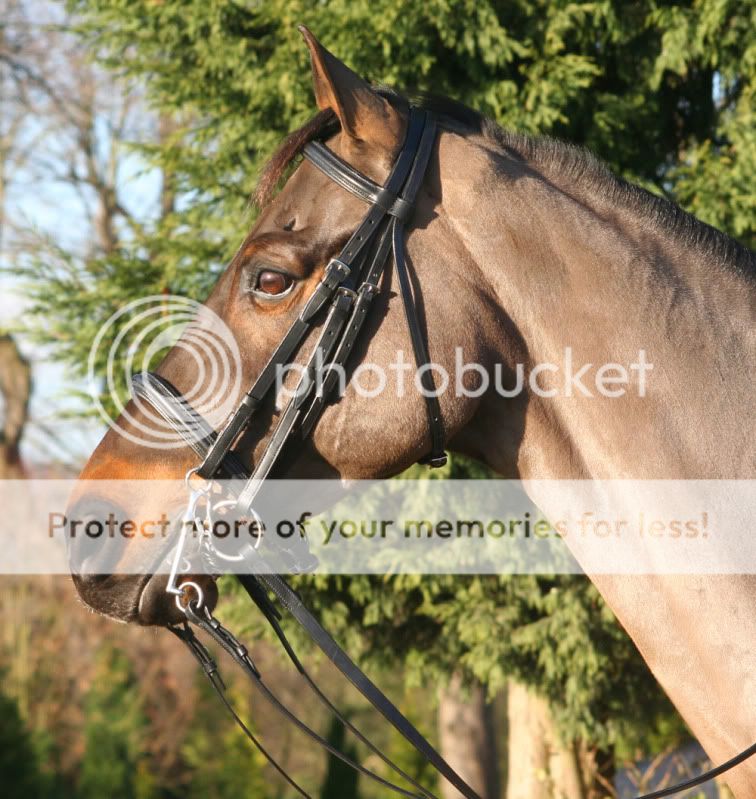 New Black English Leather Show Double Bridle Full Size