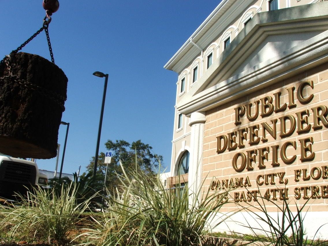 Gulf Coast Tree Specialists Removing Large Oak From Panama City Public Defenders Office