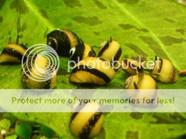 请问蜜蜂角螺的壳上怎长出2~3根的角