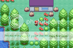 [PokeCommunity.com] *Pokemon Foggy Crystal Version*