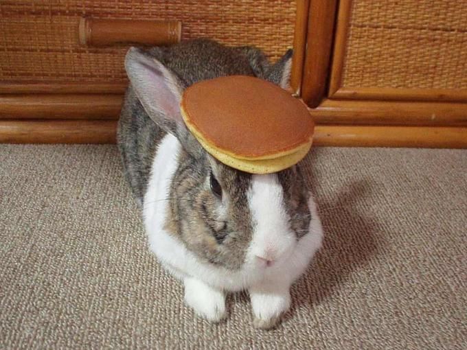 pancake_bunny_zpsyvr18oxu.jpg